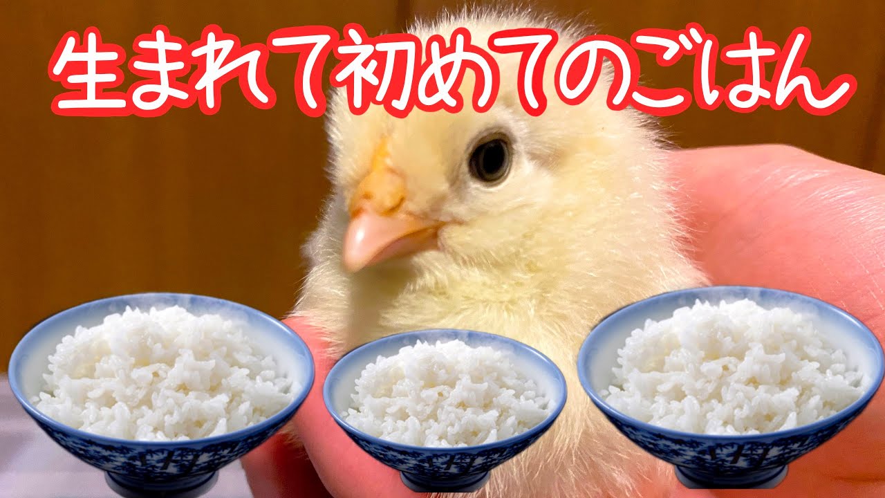 The chick's eating was so cute! It's its first meal. - YouTube