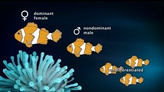 SexChanging Clownfish (90Sec)