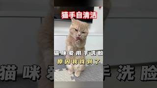 猫咪🐱喜欢用手清洁！除了清洁还有什么其他好处？ #cat #貓咪日常 #貓咪 #宠物科普 #pets #cute #萌寵 #寵物 #寵物日常 #主人