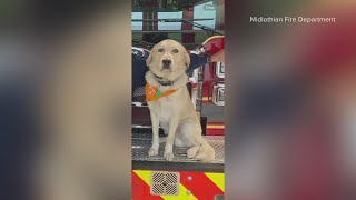 North Texas fire department needs help finding their missing firehouse dog, Riggs