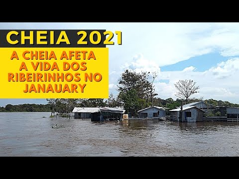 Vídeo: Dois Acres E Meio Da Amazônia Perdiam A Cada Minuto