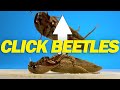 How do click beetles jump?