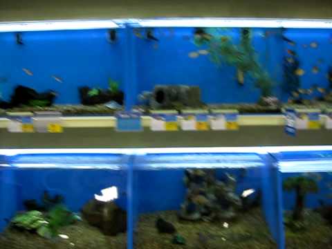 tropical fish and goldfish