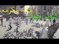 The colors of pigeons in Mecca  مکّہ مکرمہ میں کبوتروں کے رنگ