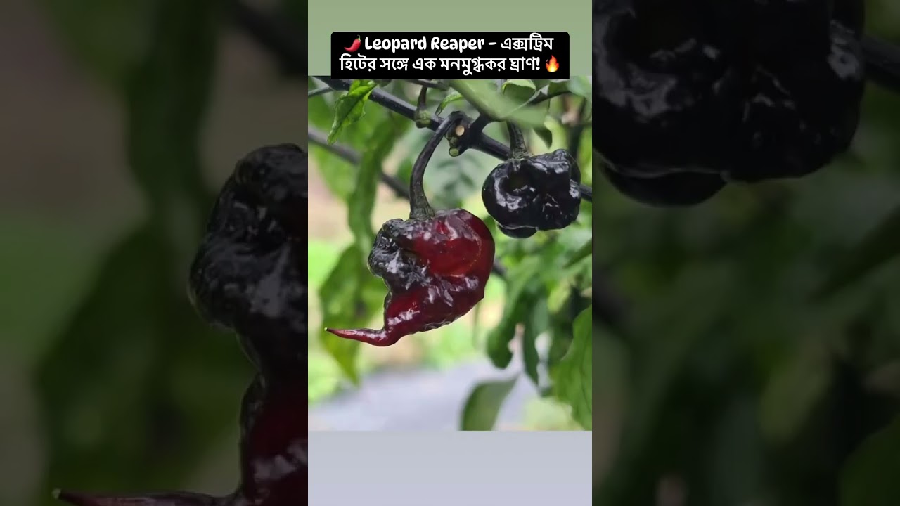 🌶️ Leopard Reaper – এক্সট্রিম হিটের সঙ্গে এক মনমুগ্ধকর ঘ্রাণ! 🔥