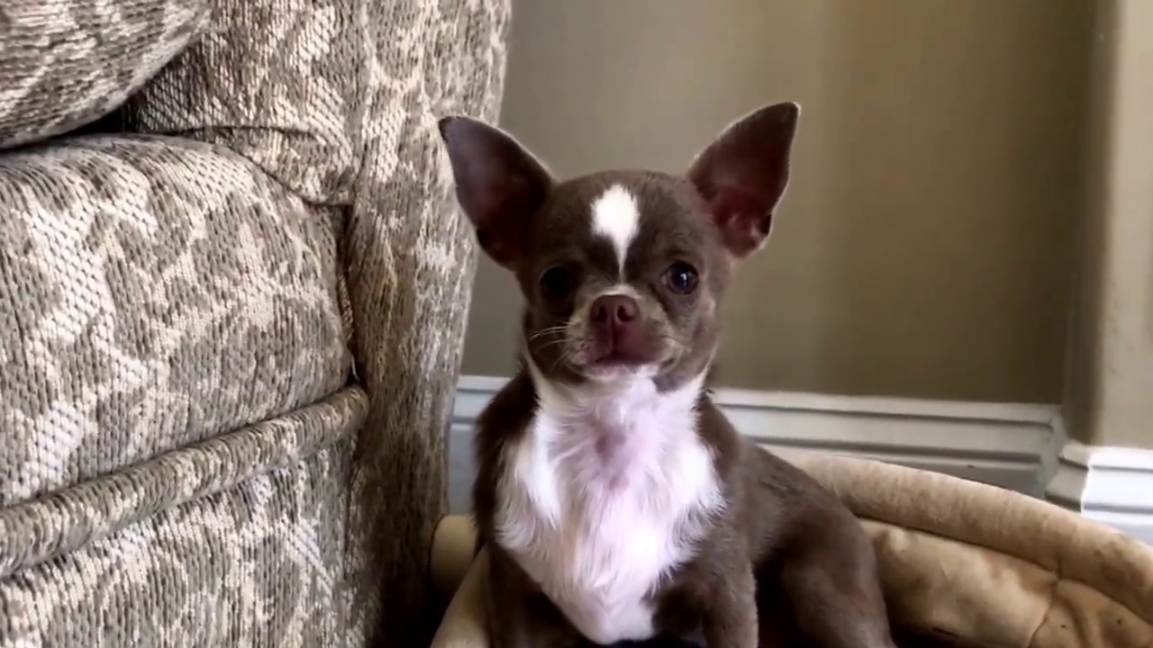 This Chihuahua Puppy Who Thinks Shes A Goat is Hilariously Adorable This Chihuahua Puppy Who Thinks Shes A Goat is Hilariously Adorable new pictures This Chihuahua Puppy Who Thinks Shes A Goat is Hilariously Adorable This Chihuahua Puppy Who Thinks Shes A Goat is Hilariously Adorable new pics