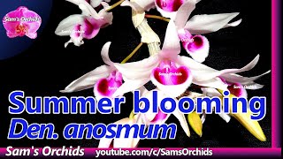 Summer blooming Dendrobium anosmum orchid