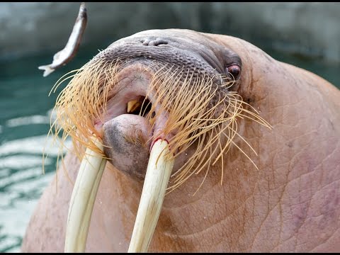 dozer-the-walrus-"catcalls"-the-ladies