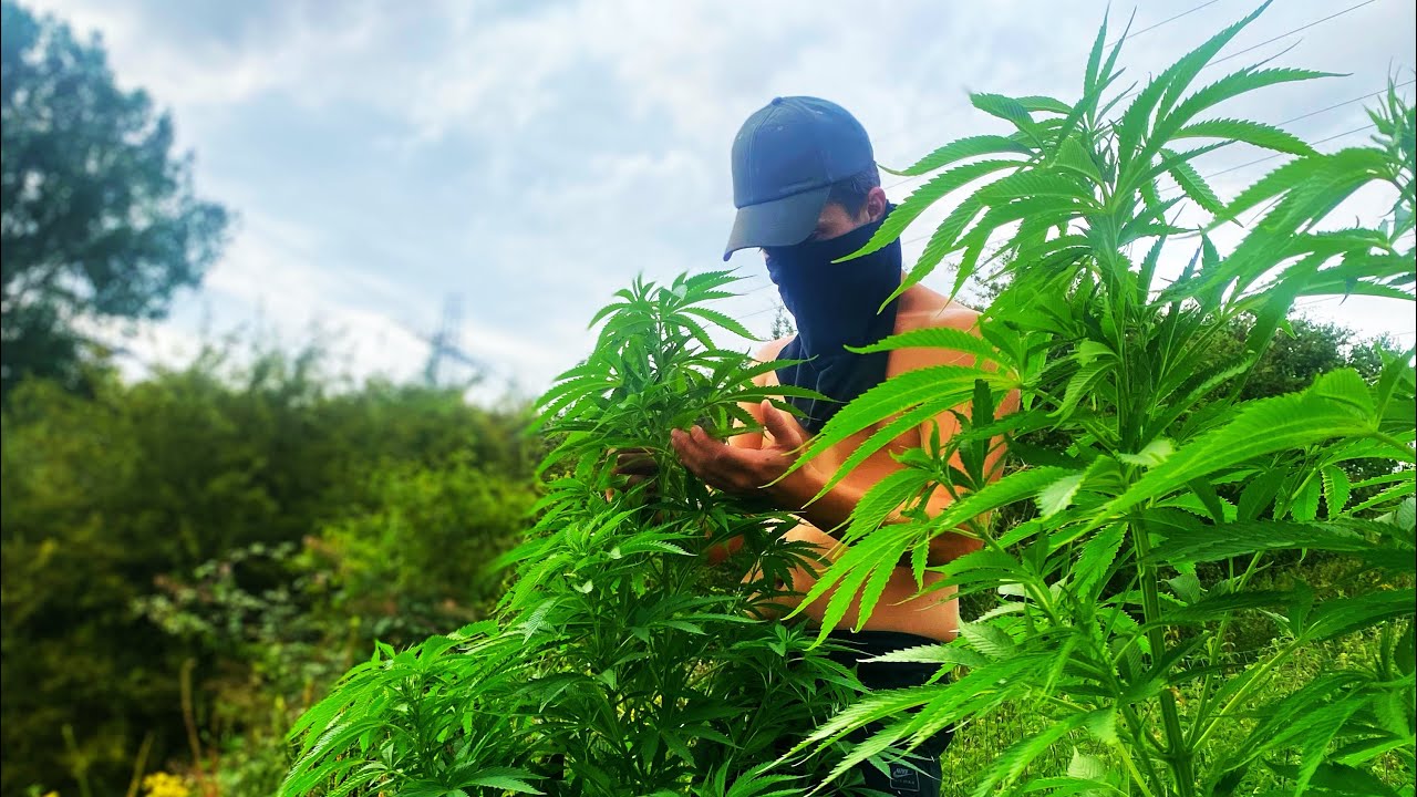 Uk Guerilla Grow #6 (30 + Plants) Stacking Up