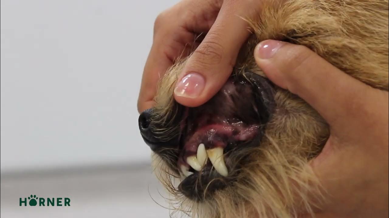 How To Check Your Pet Dog's Capillary Refill Time YouTube