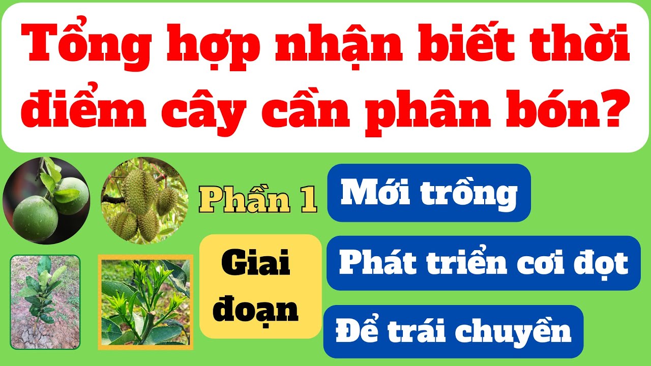 Nhận biết thời điểm cây cần phân bón | Phần 1: Cây tơ, phát triển cơi đọt và ra hoa để trái chuyền
