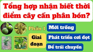 Nhận biết thời điểm cây cần phân bón | Phần 1: Cây tơ, phát triển cơi đọt và ra hoa để trái chuyền