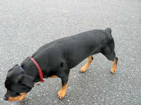 dog with hip dysplasia walking