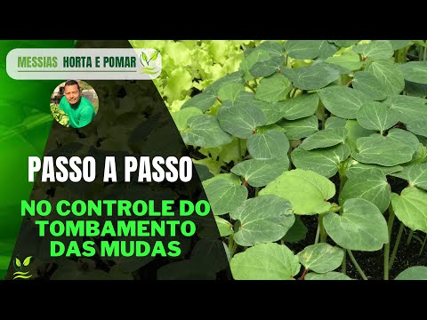 Vídeo: Problemas de tombamento de mamão - Razões para tombamento de mudas de mamão