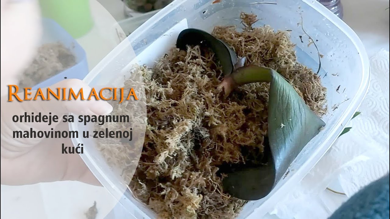 Kako spasiti orhideju sa sphagnum mahovinom u ¨Zelenoj kući¨
