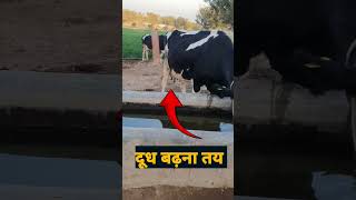 गाय का दूध कैसे बढ़ाएं #shortvideo #ddramawat