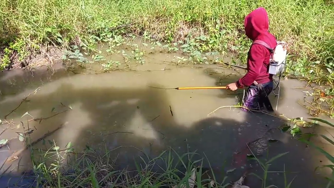 Ep.04 panalo na naman sa dalag at hito 