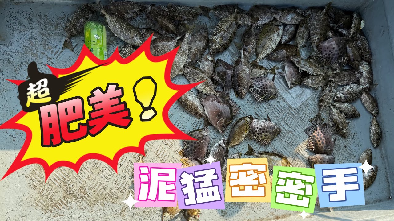 [流記釣魚#27]馬年第一釣  泥猛密密手 上年雨水少泥猛冇走過   食蠔大既泥猛肥美好多   #香港釣魚 #艇釣 #釣魚 #流浮山 #泥猛 https://youtu.be/MBqLGZFCoI8