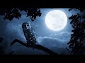 Relax listening to the owl sound