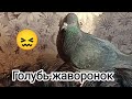 22.11.23. Кукурузные палочки для голубей?! / Снова жалуюсь на Валеру