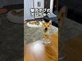 柴犬ボブと掃除機　#柴犬ロック