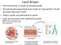 Cell Membrane Dynamics and Homeostasis in Living Organisms
