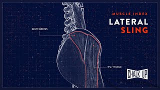 Muscle Index - Lateral Sling
