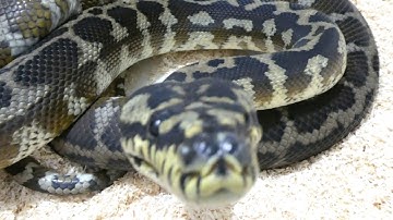 Pure Irian Jaya Carpet Pythons. F1s
