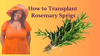 Next Steps After Propagation | Easy Rosemary Transplant Tips for Beginners
