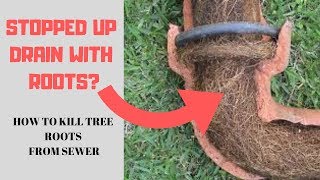How to get rid of Tree Roots from the sewer drain line