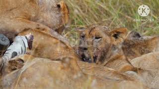 Lion fighting are very ridiculous -Lion are very powerful animal.