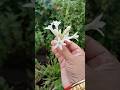 Mo bagicha ra Rajnigandha phula🌸🌼#ytshorts #myterracegarden# flowers