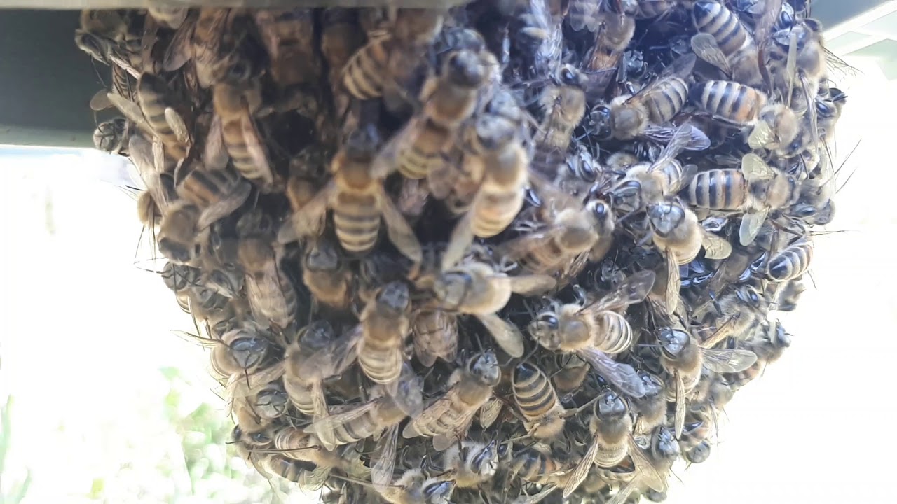 Çıkma Hazırlığında Olan Arı Oğulu - YouTube