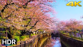 Cherry Blossoms in Tokyo Japan 2023 Virtual Walk 4K HDR (東京散歩)