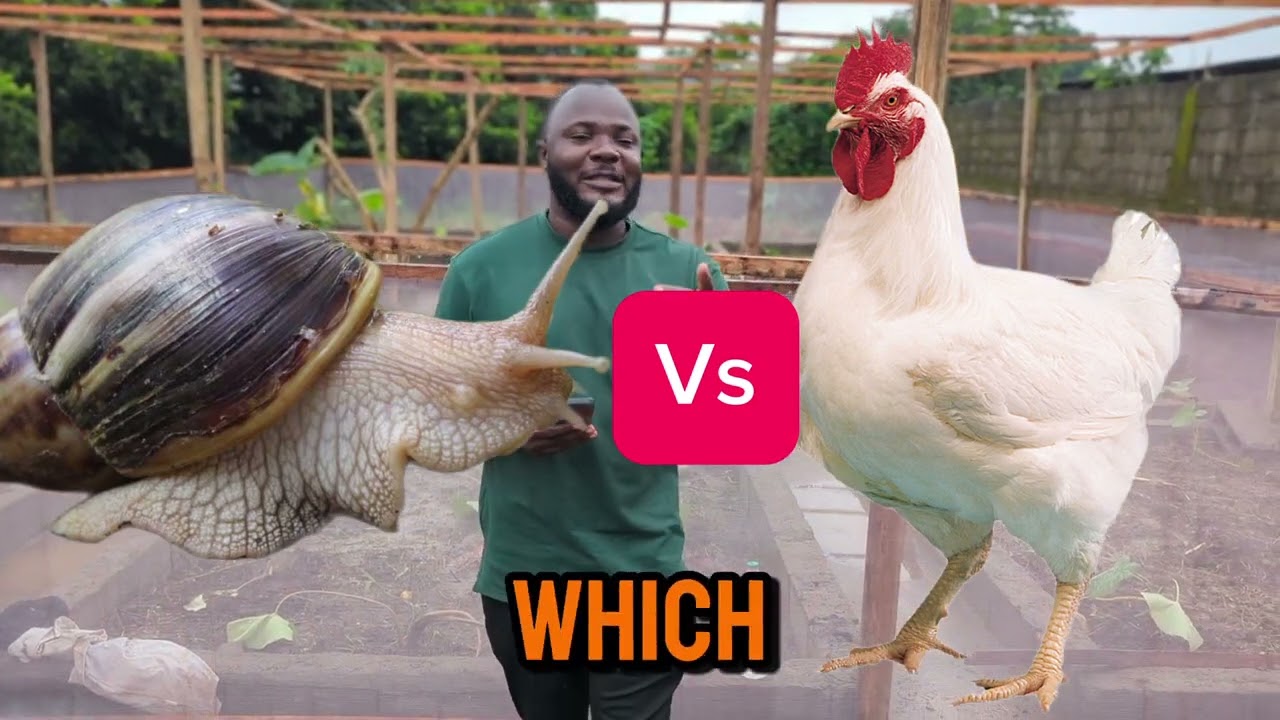 Advantages of Snail Farming over Poultry Farming in Nigeria and Cameroon #africangiantsnail #poultry