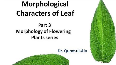 Leaf morphological characters II Leaf II Part 3 II Botany