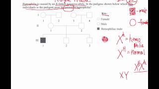 How to Solve Pedigree Diagram Questions (IB Biology)