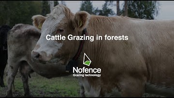 Cattle grazing in forests with Nofence virtual fencing technology