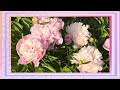 Baby Pink Peony Blooms : Sweet &amp; Elegant Beauty