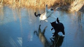 14(а)Кото - драка /стихи/ Лена Воронова/ 14(а)Кото - драка /стихи/ Лена Воронова/