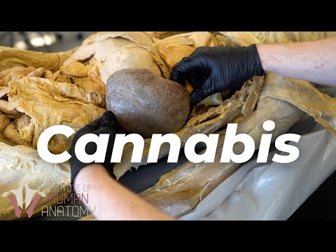 Video: Pot til Spot? Medicinsk marihuana er ikke kun for mennesker