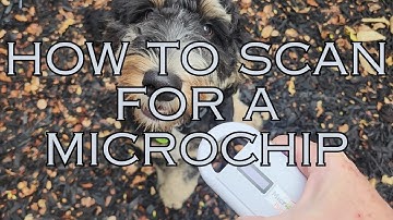 How to scan for a pet microchip
