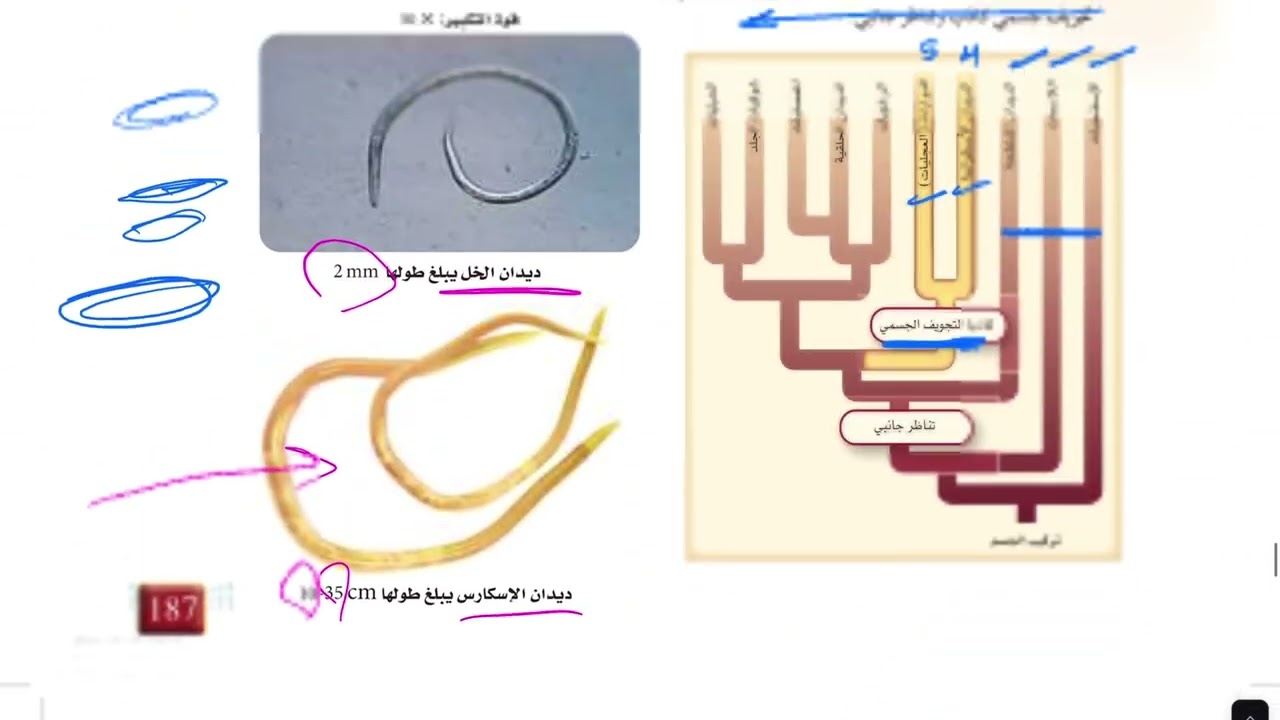 الديدان الاسطوانية والدوارات (أحياء أول ثانوي 1446 )