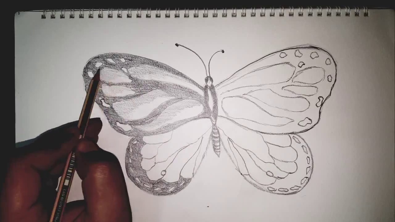 رسم فراشة كيف ارسم فراشة بطريقة سهلة How To Draw Butterfly