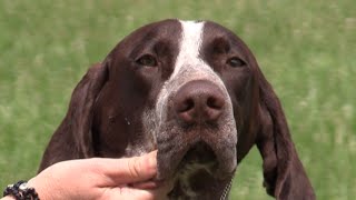 German Short-haired Pointer - Erie Shores Kennel Club by Puppy Parent 8,891 views 8 years ago 6 minutes, 20 seconds