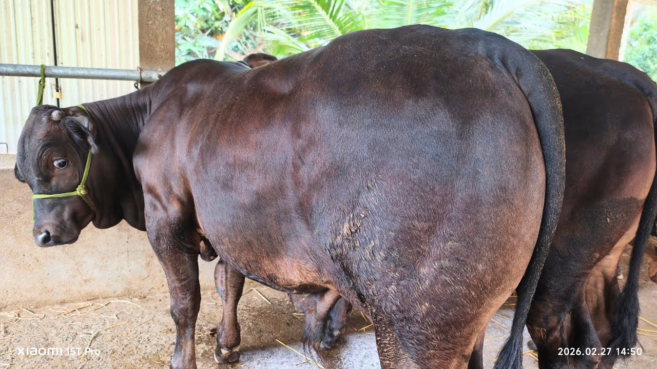 Lô Bò Mới Về Ngày 27/2 tại Trại Bò Út Thắng #bullfarm #cow #bo3b 