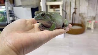 カエル達が痩せてしまった理由が意外すぎましたNow we know why the frogs lost weight.