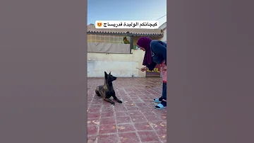 شنو سميت الكلب ديالك اكسبلور كلاب Malinois تيك توك مالينوا حيوانات Explore Doglover 