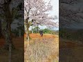 今はただ　散りし桜を　背に受けて刀を研げる　春日山かな