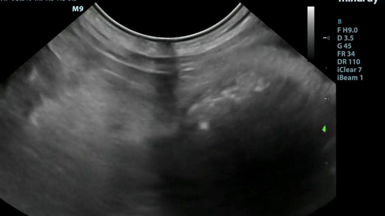 Small Animal Ultrasound UroGenital YouTube